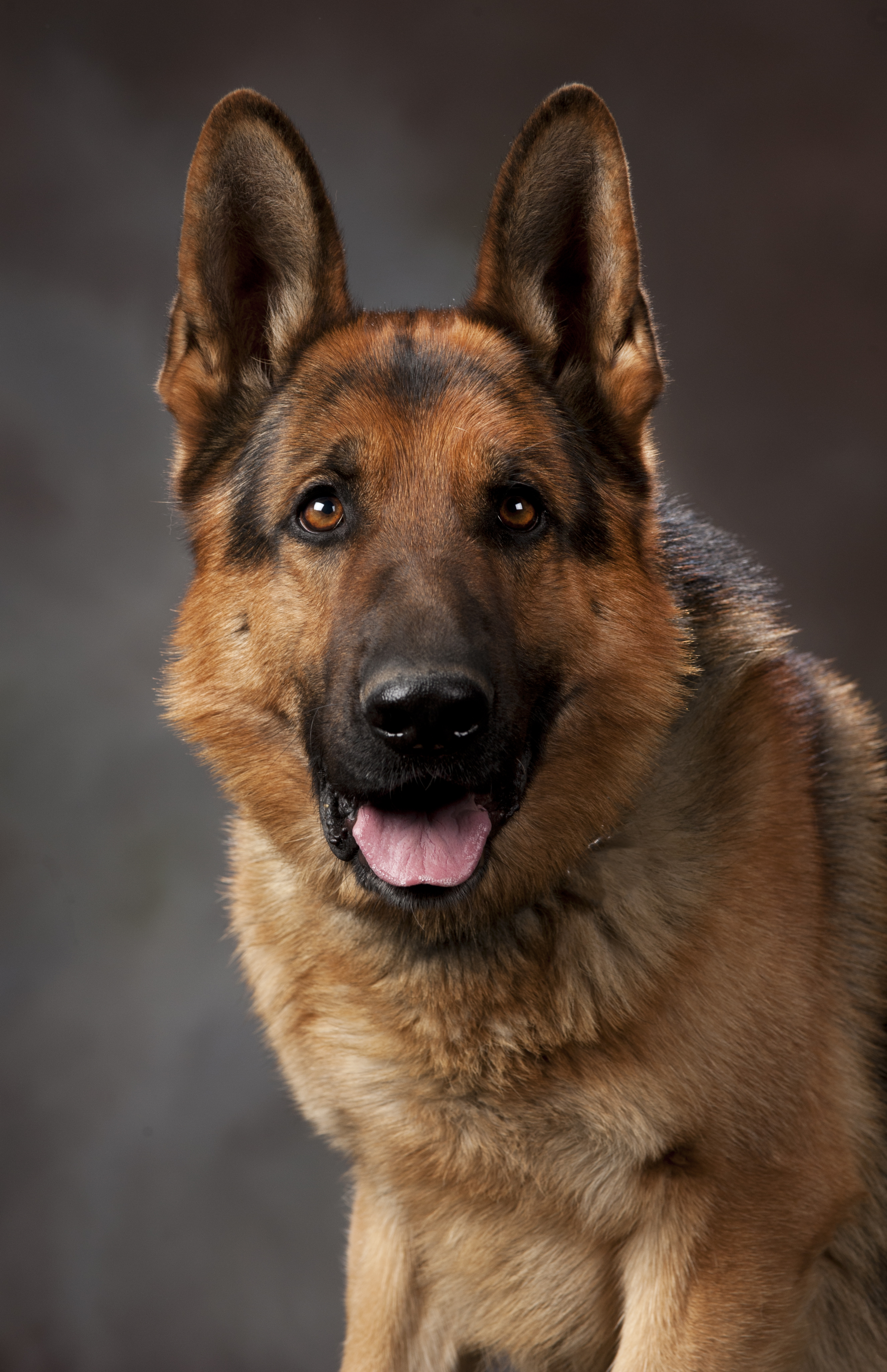 K-9 Bax