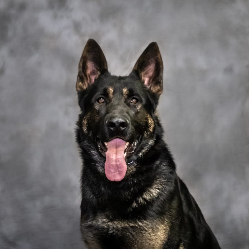 Composite photo of Zuka, a dark black dog