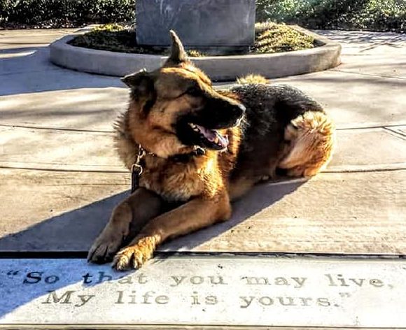 Boris K-9