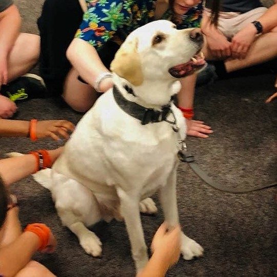 Toro smiles while being pet