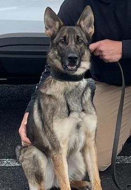 K9 Jarra